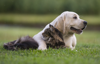 犬と猫